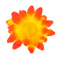 margrietinas-oranzi-dzeltenas-20-gab-widmann-23981-1