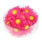 Margrietiņas fuksijas rozā, 20 gab. margrietinas-fuksijas-roza-20-gab-widmann-23983