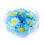 Daisies blue, 20 pcs. dasies-blue-20-gab-widmann-23984
