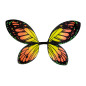 butterfly-wings-orange-yellow-widmann-00530
